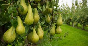 peren